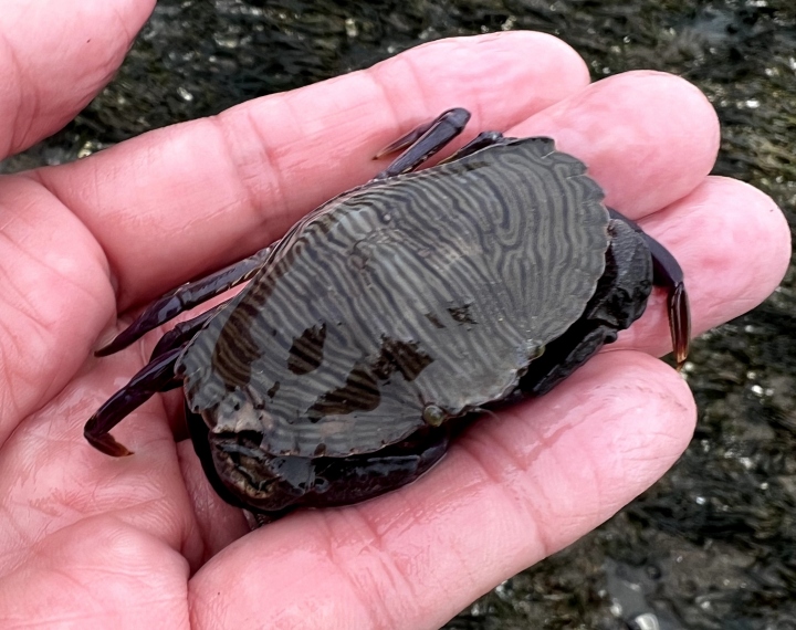 Red Rock Crab